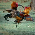 Learn about the origin of the Aseel chickens