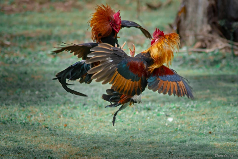 Learn about the origin of the Aseel chickens